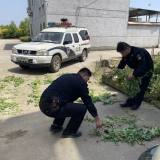 嵊州有人种植罂粟被行政拘留！